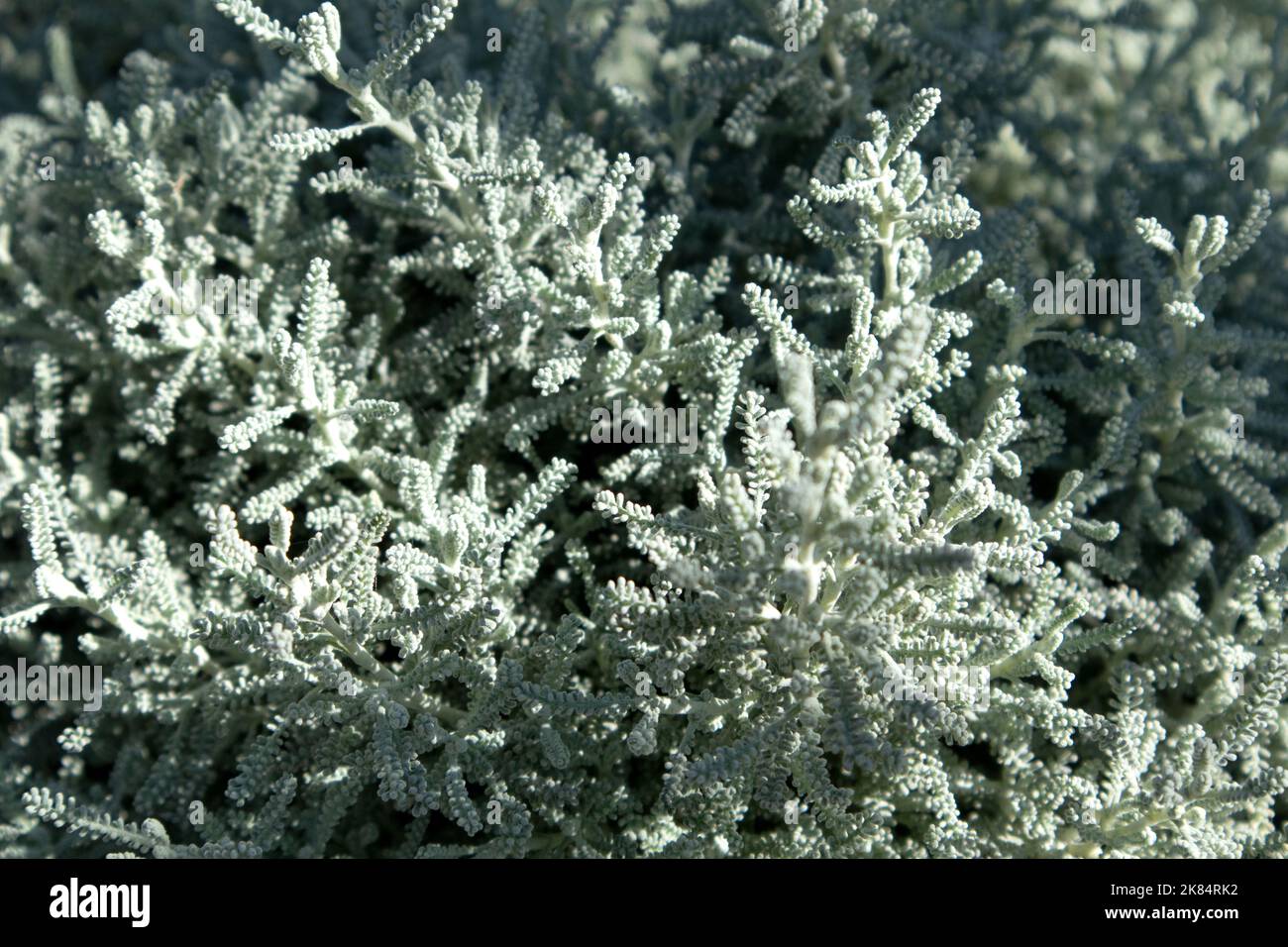 Santolina grigia o cotone lavanda con fogliame d'argento che cresce nel giardino d'autunno. Messa a fuoco selettiva con sfondo sfocato Foto Stock
