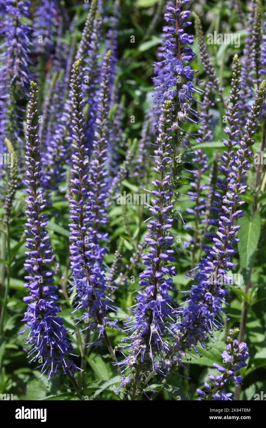 Punte di fiori di speedwell a foglia lunga (Veronica longifolia) Foto Stock