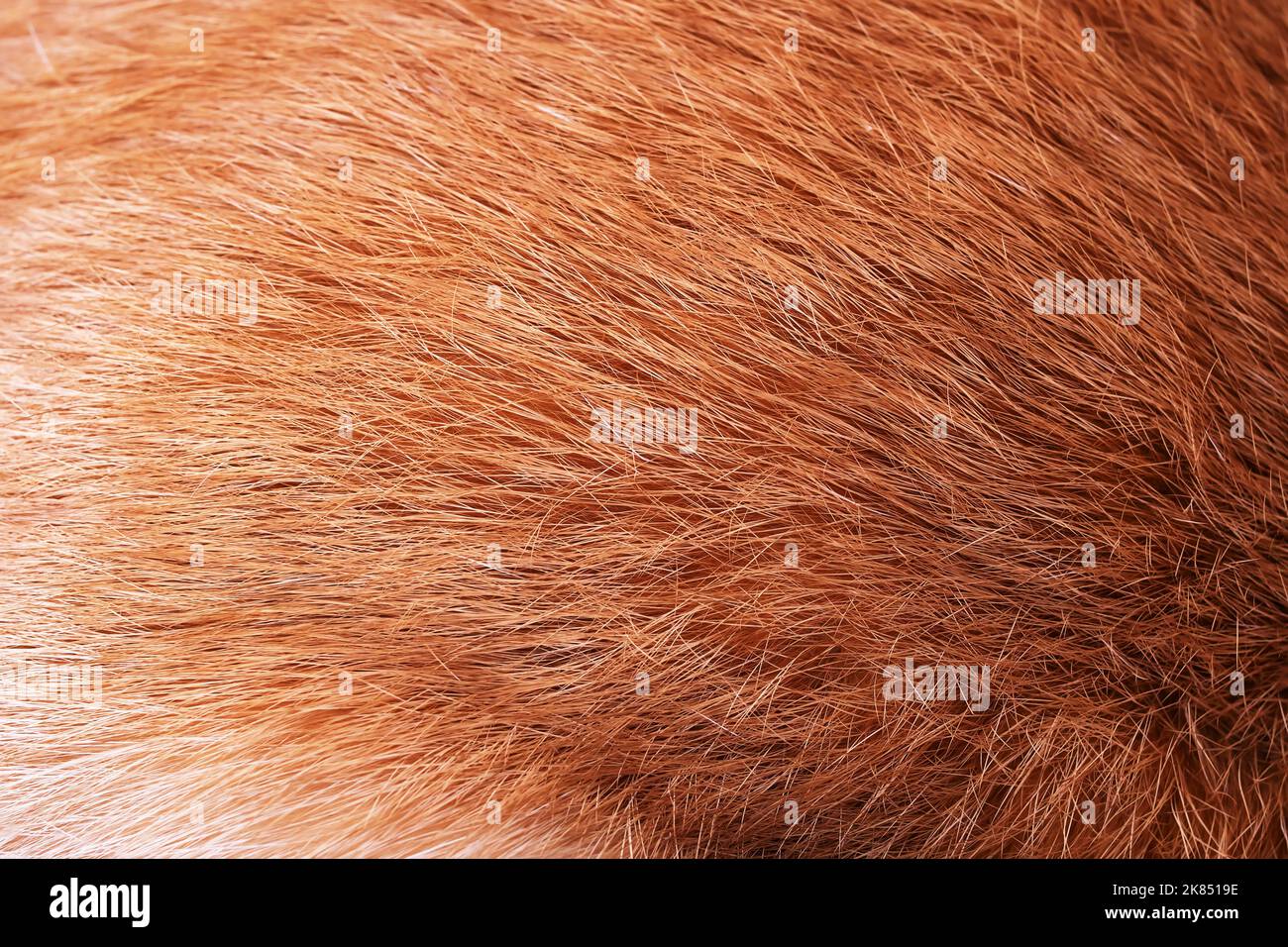 Sfondo o struttura, capello rosso animale Foto Stock