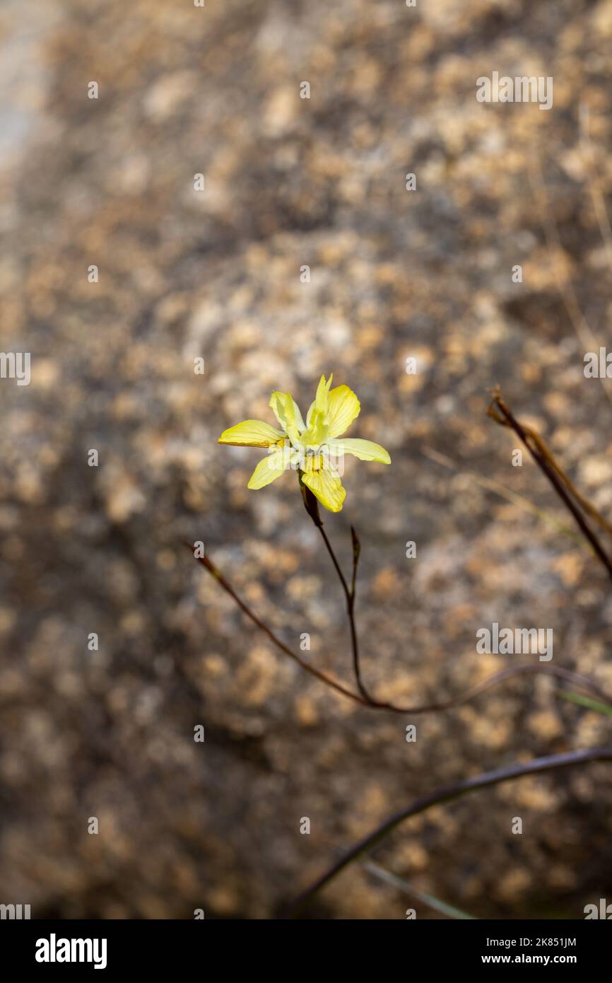 Fiore di una Moraea fiorita gialla Foto Stock