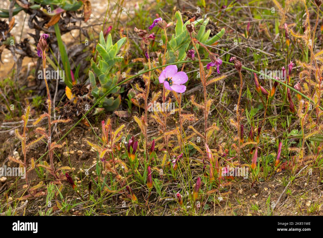 Piante carnivore: Drosera cistiflora con fiore rosa in habitat naturale Foto Stock