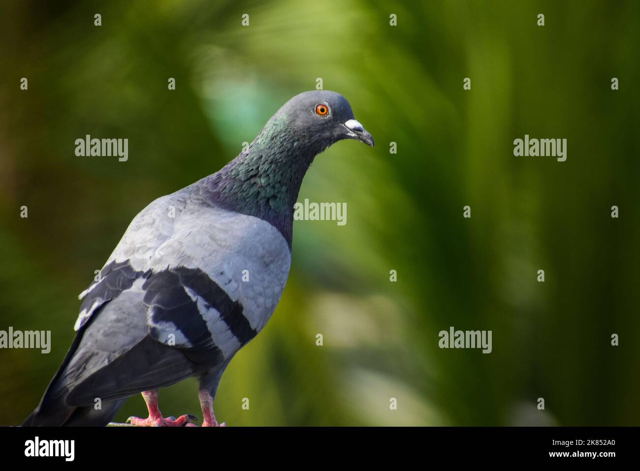 Bella casa Pigeon avere lì pasto. Un pegione maschio su un bordo di parete, in fondo verde sfocato. Foto Stock