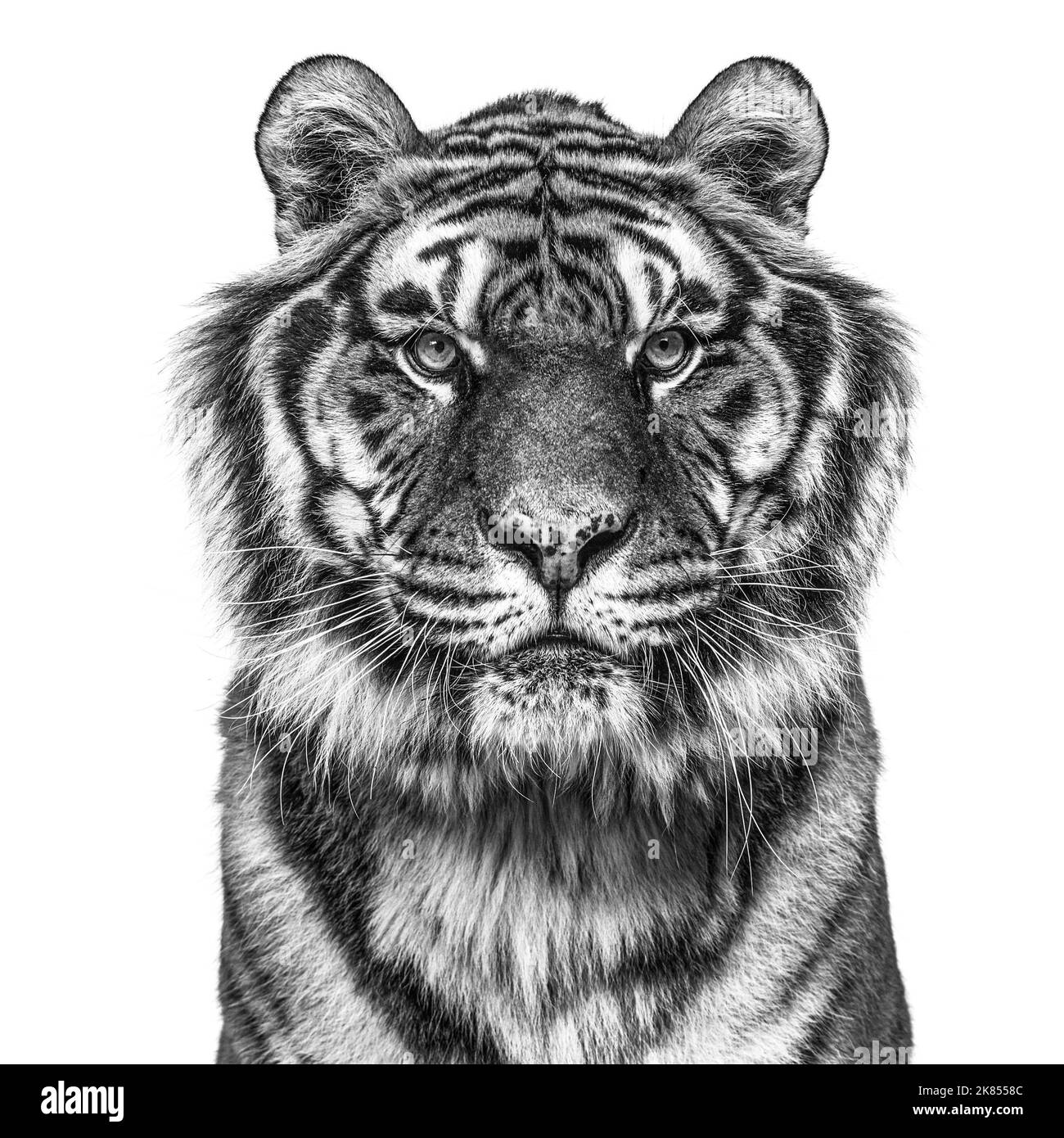 Ritratto in bianco e nero di una tigre che guarda la fotocamera, isolato su bianco Foto Stock