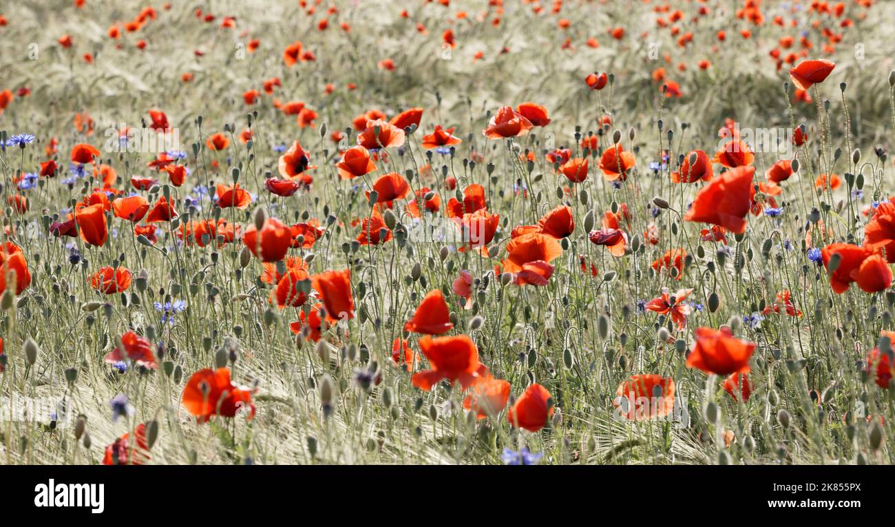 Papavero delle Fiandre Foto Stock