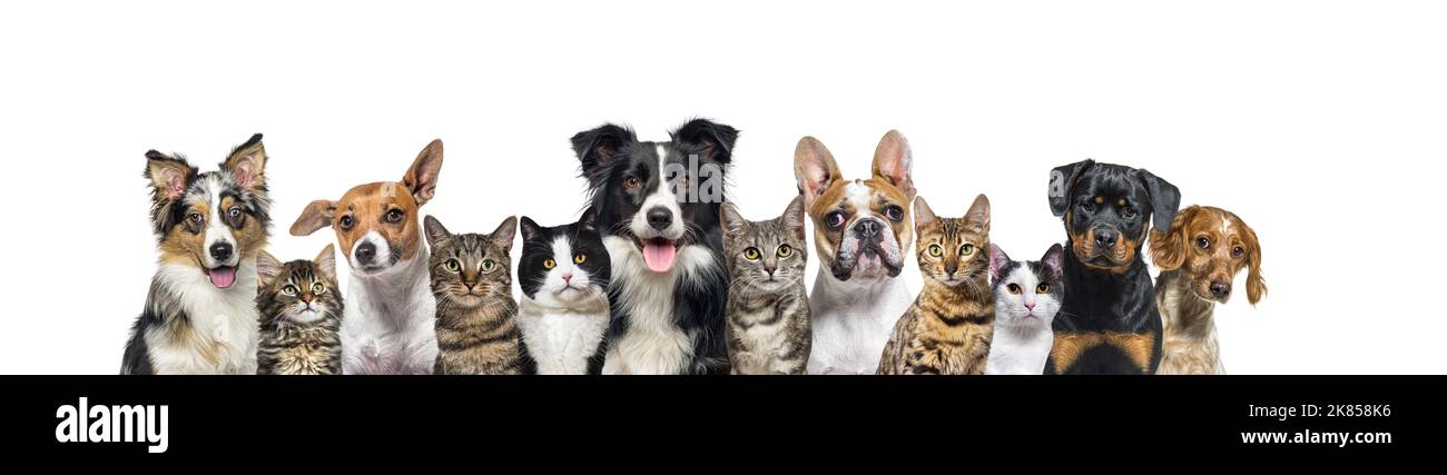 Grande gruppo di cani e gatti che guardano la telecamera su sfondo blu Foto Stock