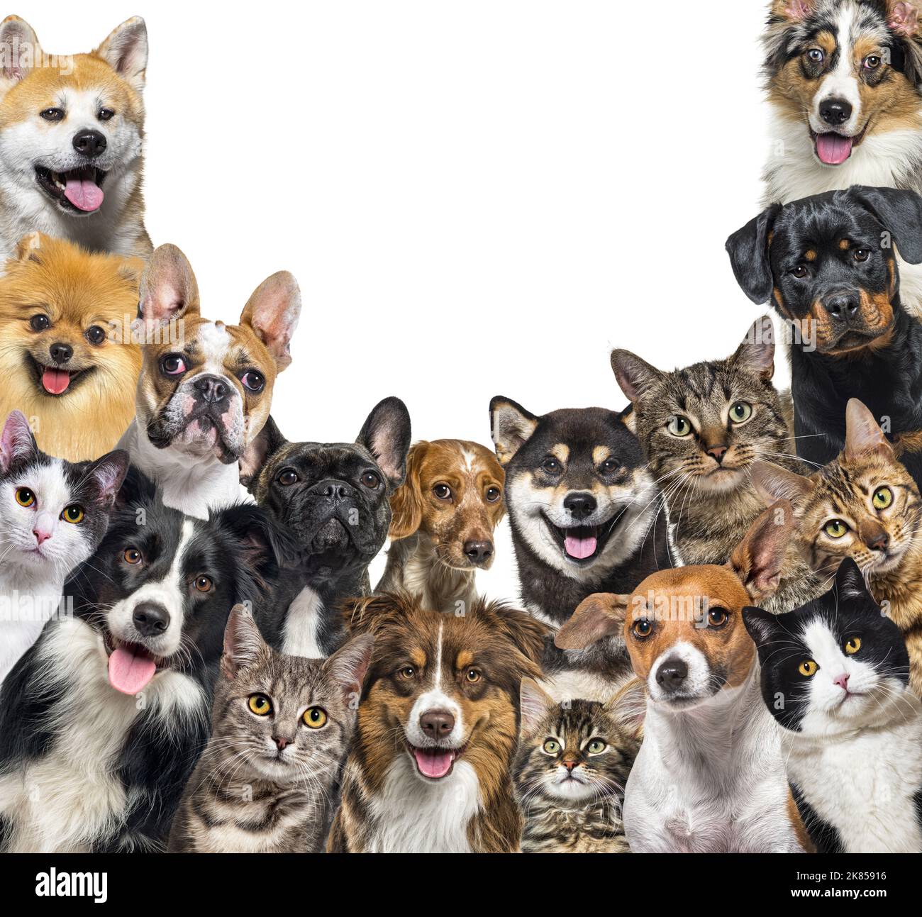 Grande gruppo di cani e gatti che guardano la macchina fotografica isolata su bianco Foto Stock