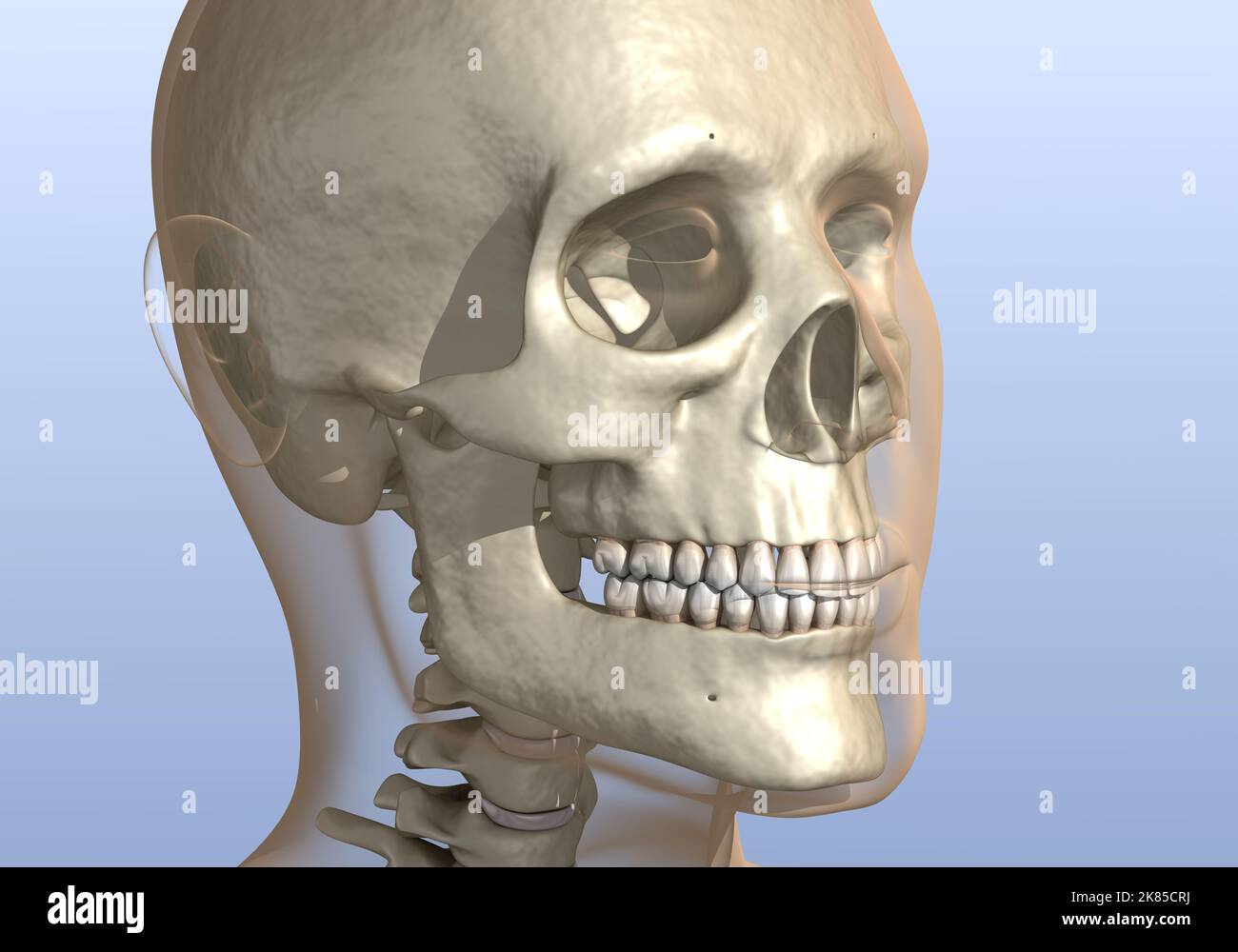 Mento troppo grande o troppo prominente, cranio umano. Illustrazione 3D accurata dal punto di vista medico Foto Stock