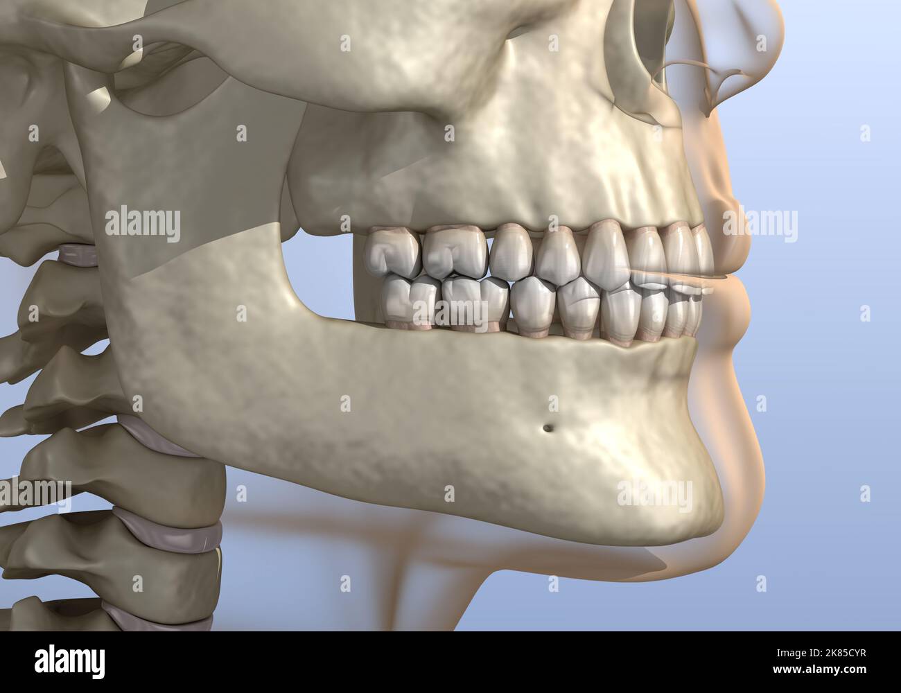 Mento troppo grande o troppo prominente, cranio umano. Illustrazione 3D accurata dal punto di vista medico Foto Stock