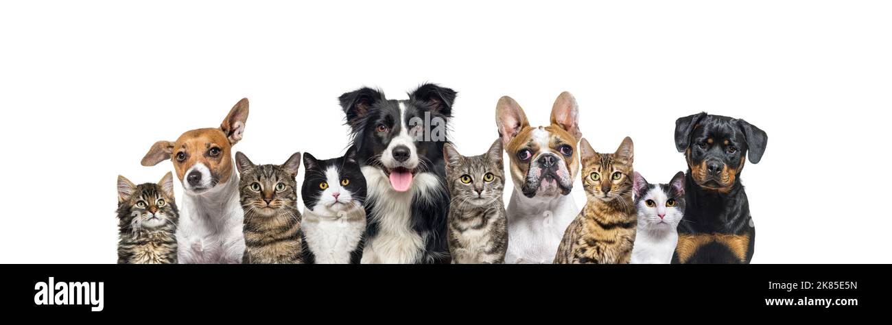Grande gruppo di cani e gatti che guardano la macchina fotografica, banner isolato su bianco Foto Stock