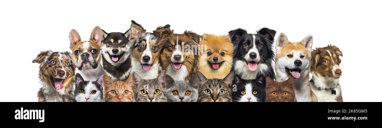 Grande gruppo di cani e gatti che guardano la macchina fotografica, banner isolato su bianco Foto Stock
