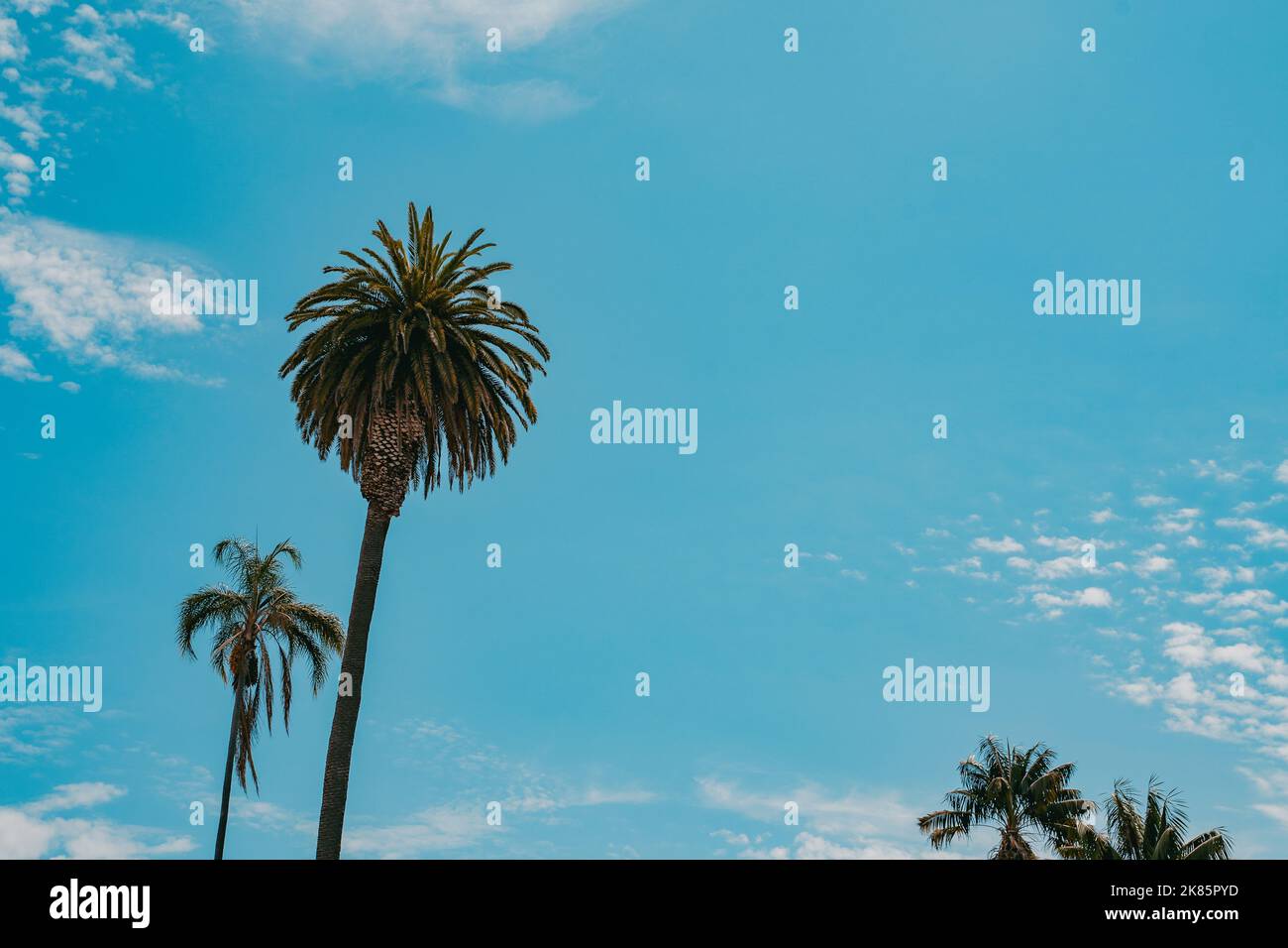bella tre palme verdi contro il cielo blu vista da sotto eroe girato per viaggi marketing tropicale. retrò sbiadito estetica fotografia analogica Foto Stock