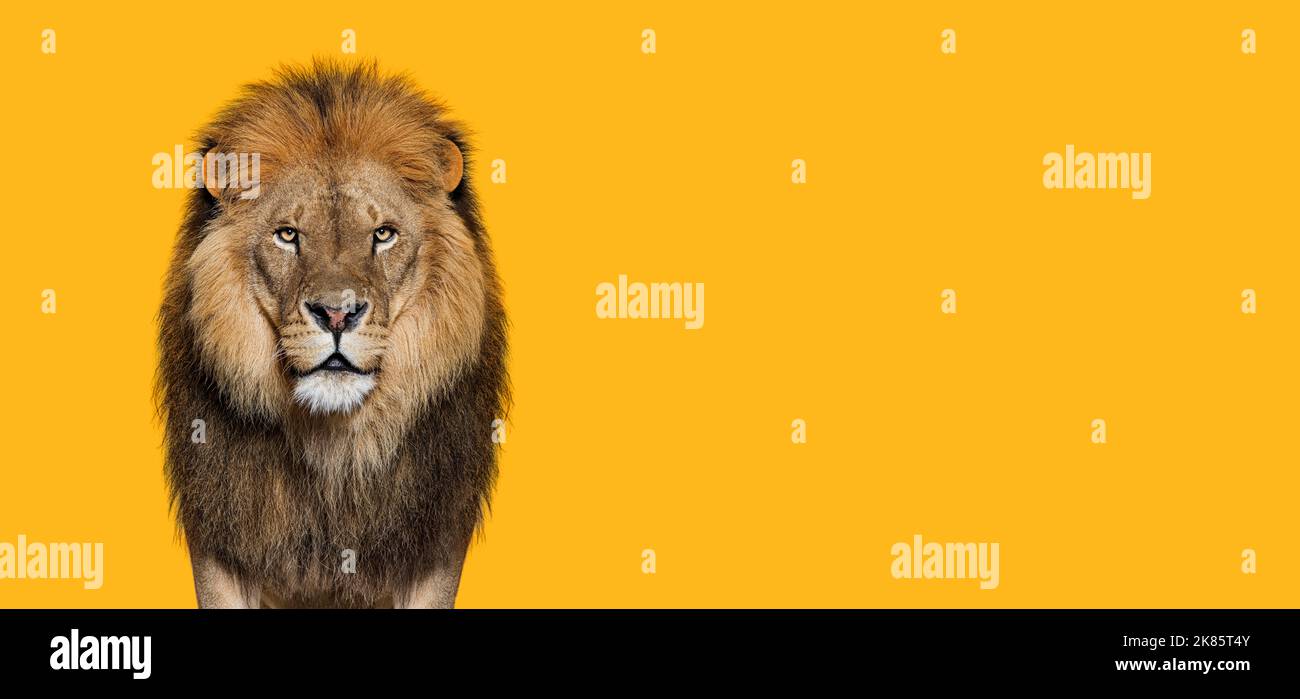 Ritratto di un leone adulto maschio che guarda la macchina fotografica, Panthera leo contro il backgroung arancione Foto Stock