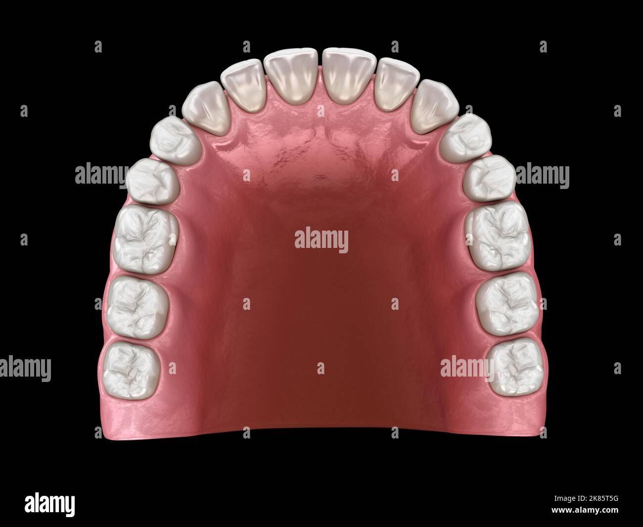 Forma ad arco ovoide a forma di U di mascella. Illustrazione del dente 3D accurata dal punto di vista medico Foto Stock