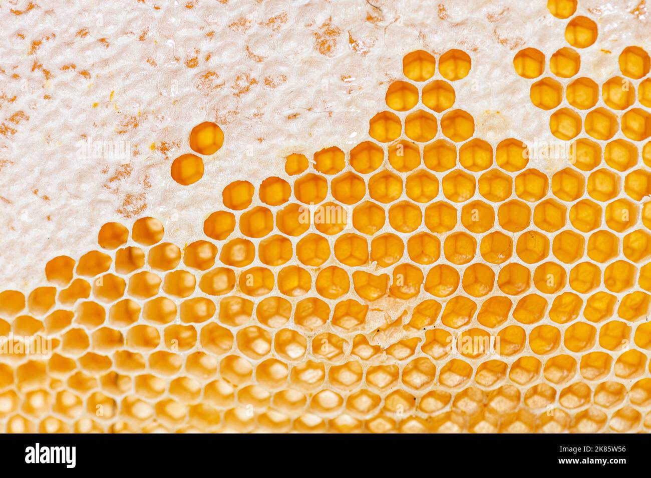 Primo piano sui nidi d'ape di una struttura alveare piena di miele gocciolante Foto Stock