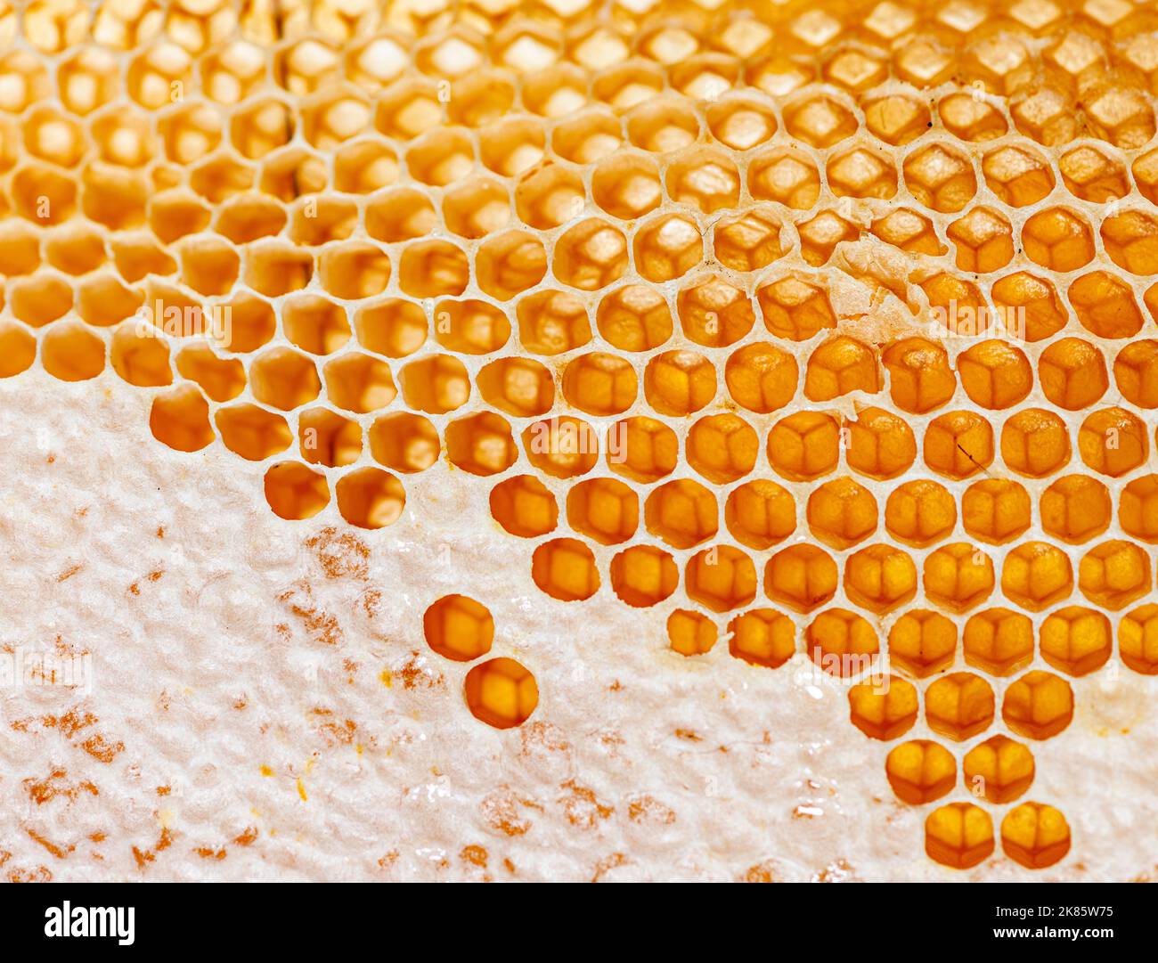 Primo piano sui nidi d'ape di una struttura alveare piena di miele gocciolante Foto Stock