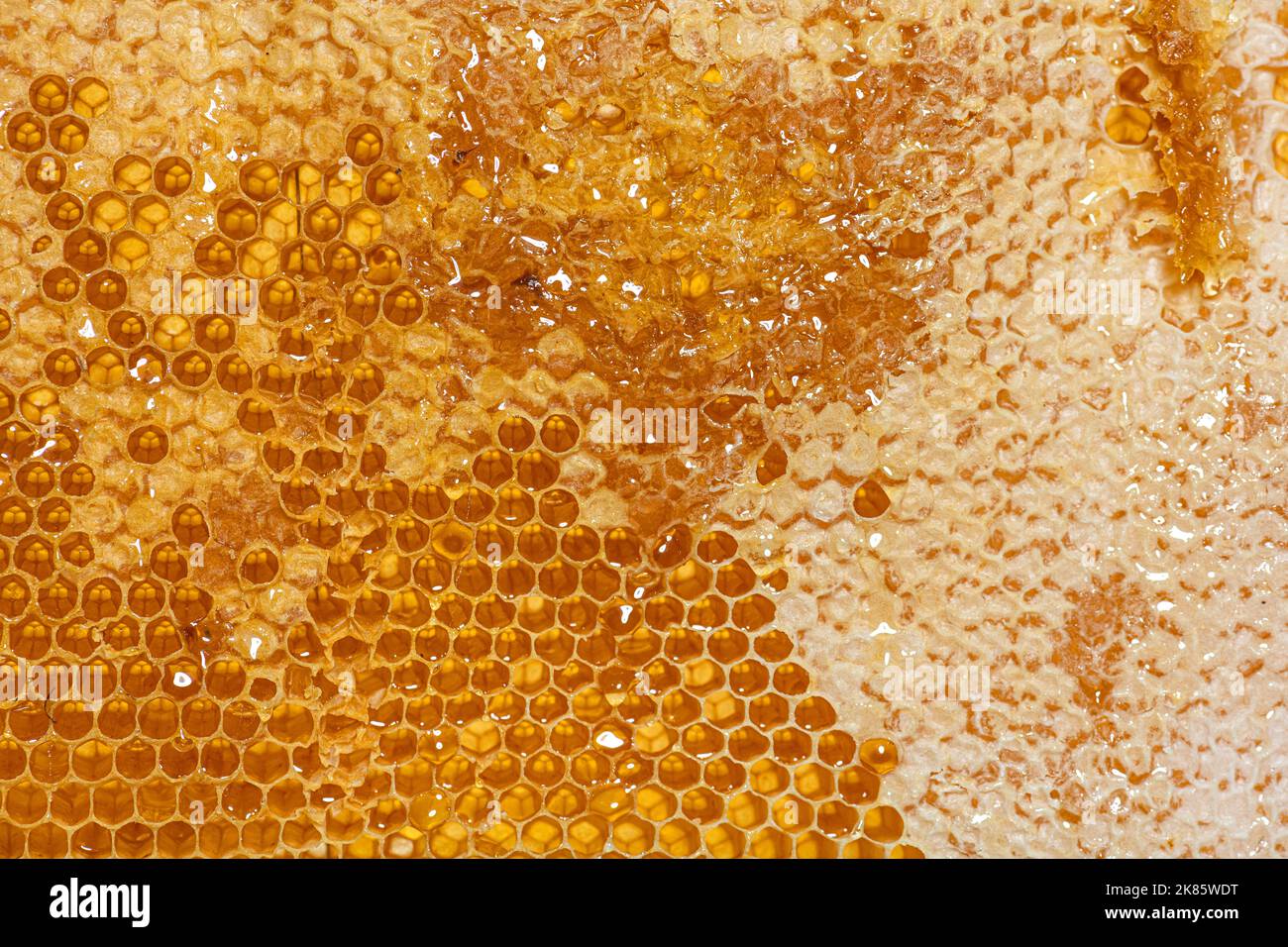 Primo piano sui nidi d'ape di una struttura alveare piena di miele gocciolante Foto Stock