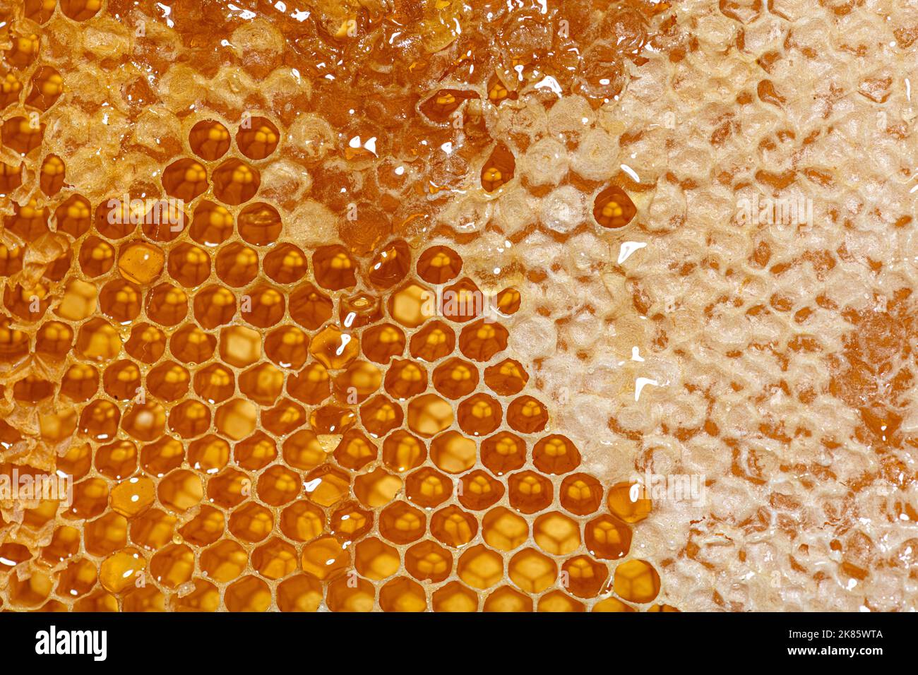 Primo piano sui nidi d'ape di una struttura alveare piena di miele gocciolante Foto Stock