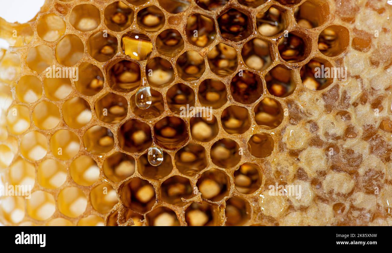 Primo piano di gocce di miele gocciolando giù nido d'ape vuoto Foto Stock