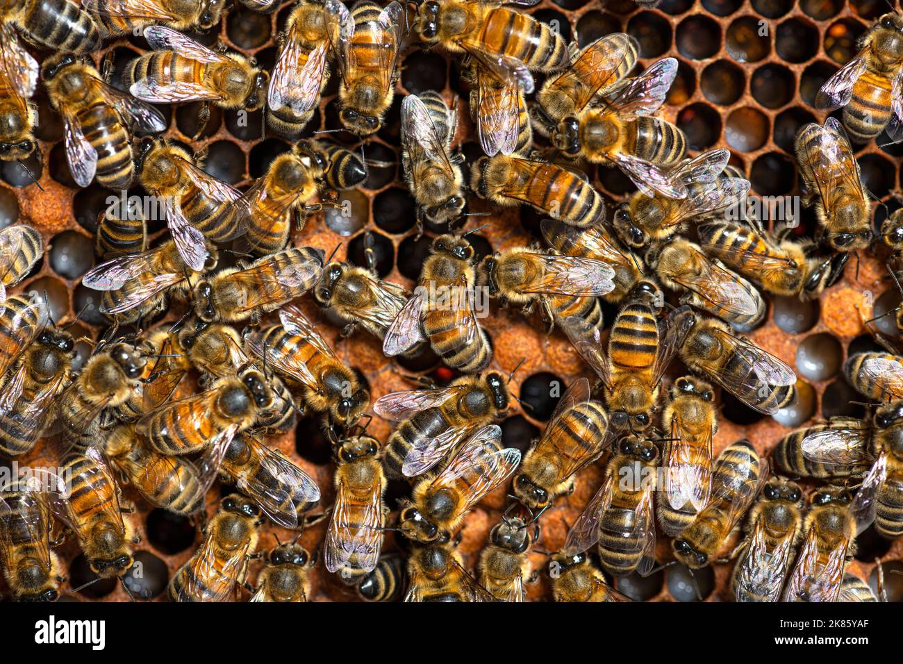 molte api operaie viste dall'alto su un pezzo di nido d'ape. Si possono vedere larve di api Foto Stock