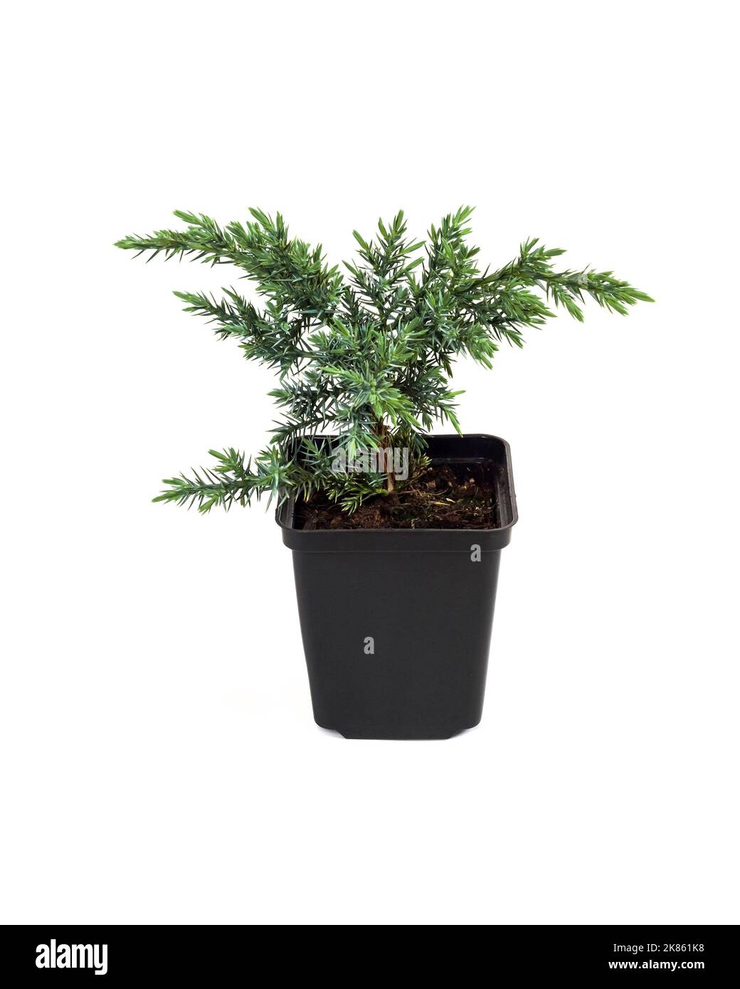 Juniperus squamata Huntetorp (ginepro flaky o ginepro himalayan) in vaso isolato su sfondo bianco Foto Stock