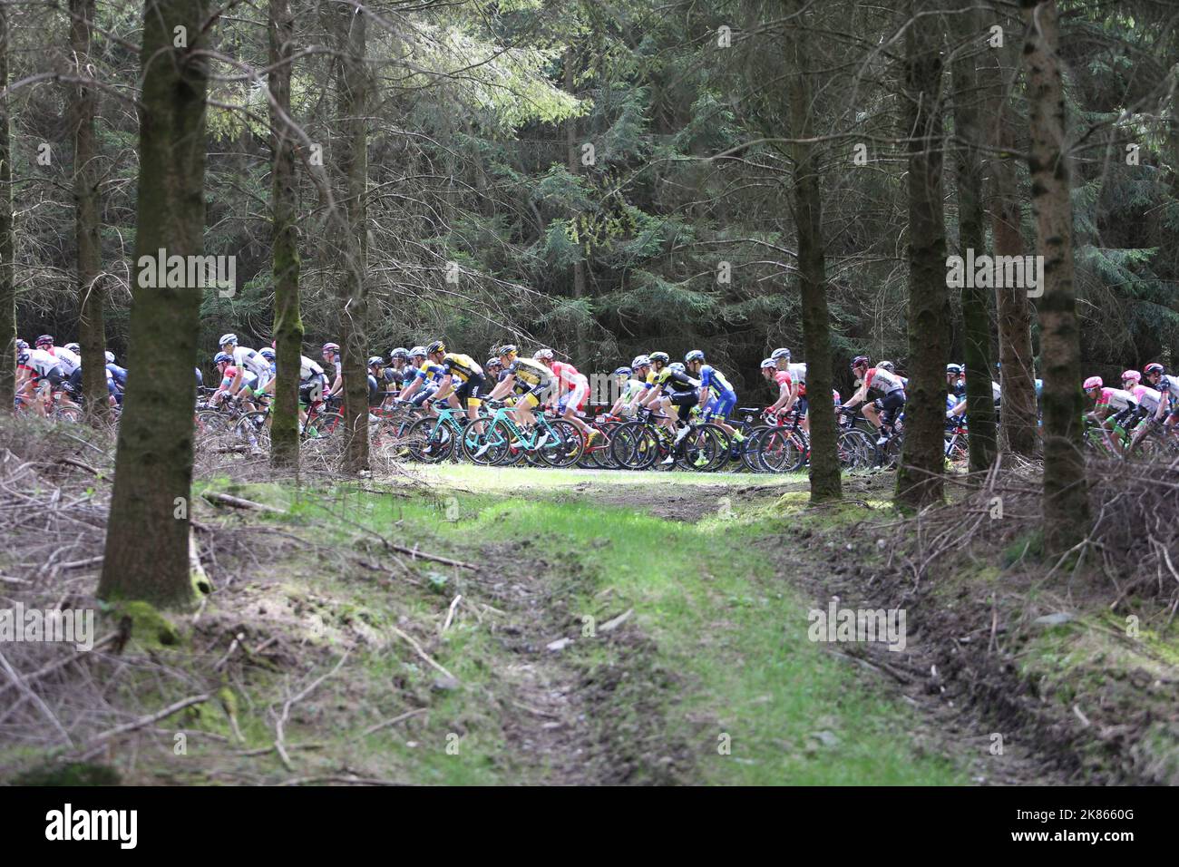 Liege Bastogne Liege 2018 104th Edition la salita Peloton attraverso la salita in legno di Cote de Mont le Soie Foto Stock