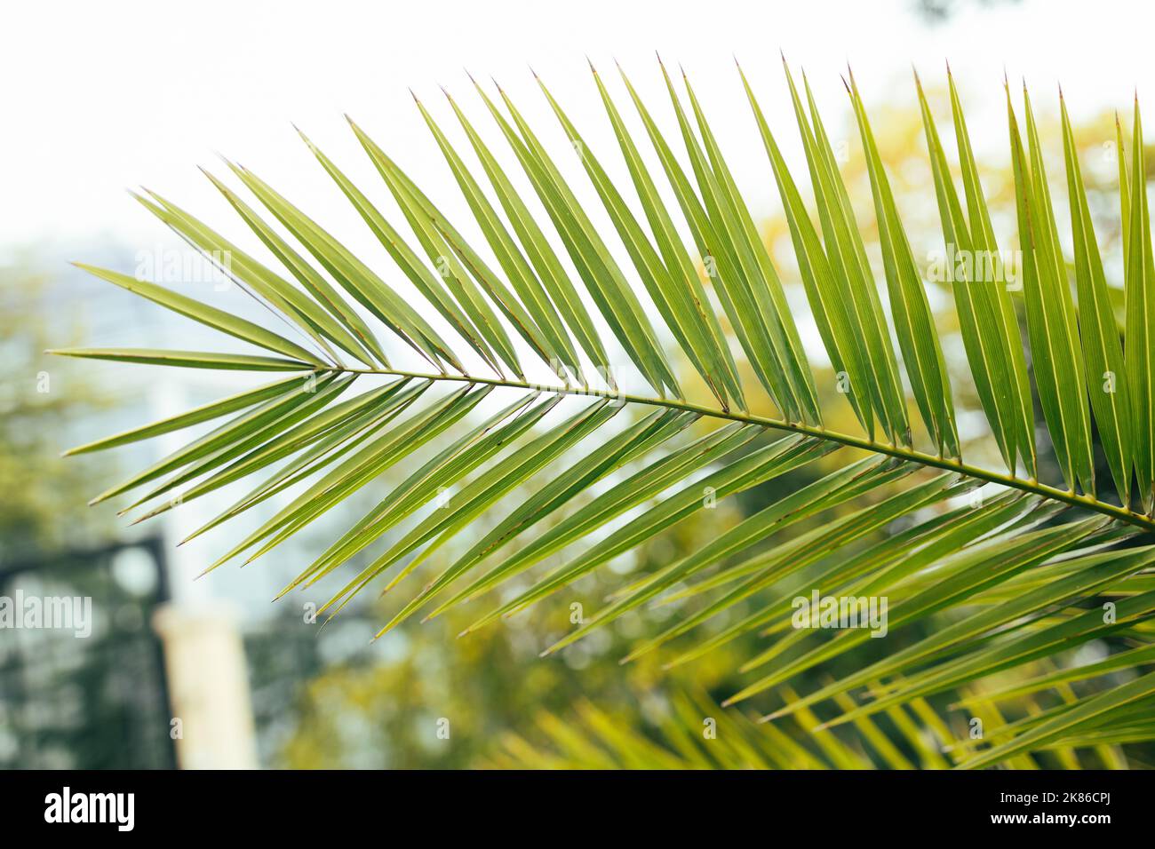 Vegetazione tropicale di palme nella giungla all'alba. Concetto di ecologia e progresso delle destinazioni Foto Stock