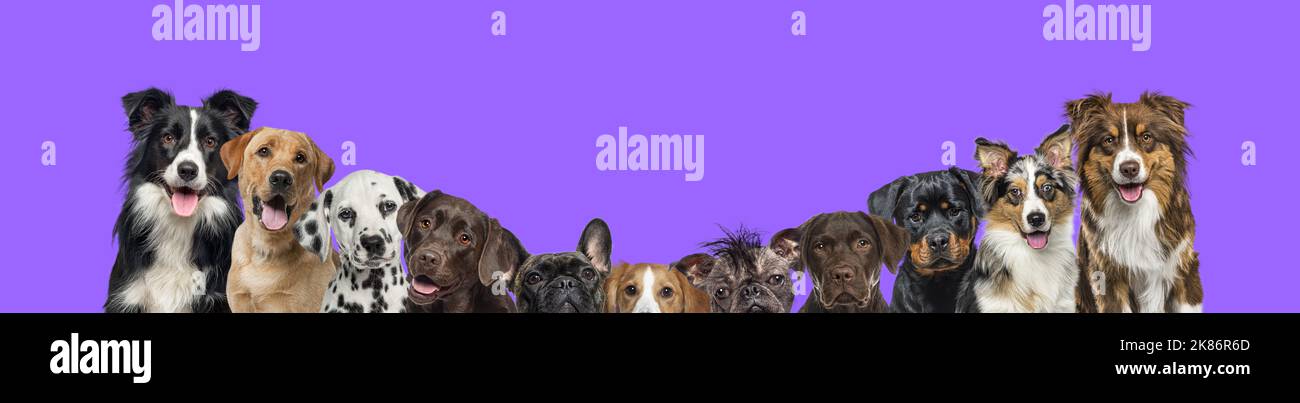 Banner con un grande gruppo di cani insieme in una fila di ordine per dimensione su sfondo viola Foto Stock