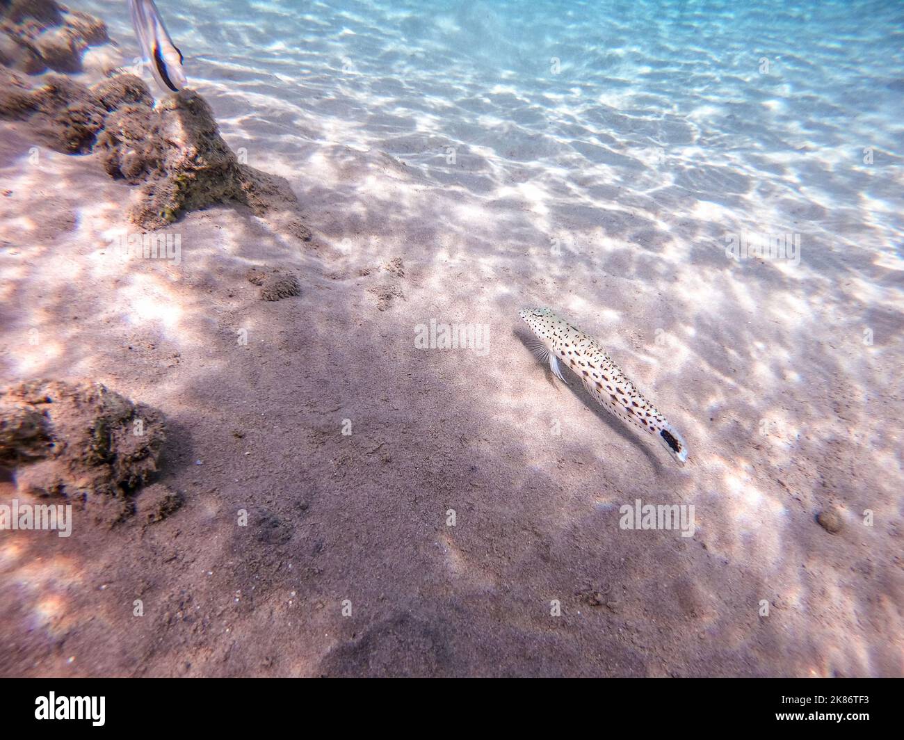 Vista ravvicinata del pesce di sandalo sott'acqua, conosciuto come Paraquercis hexophthalma, sott'acqua sulla sabbia della barriera corallina. Vita subacquea del reef con coralli An Foto Stock