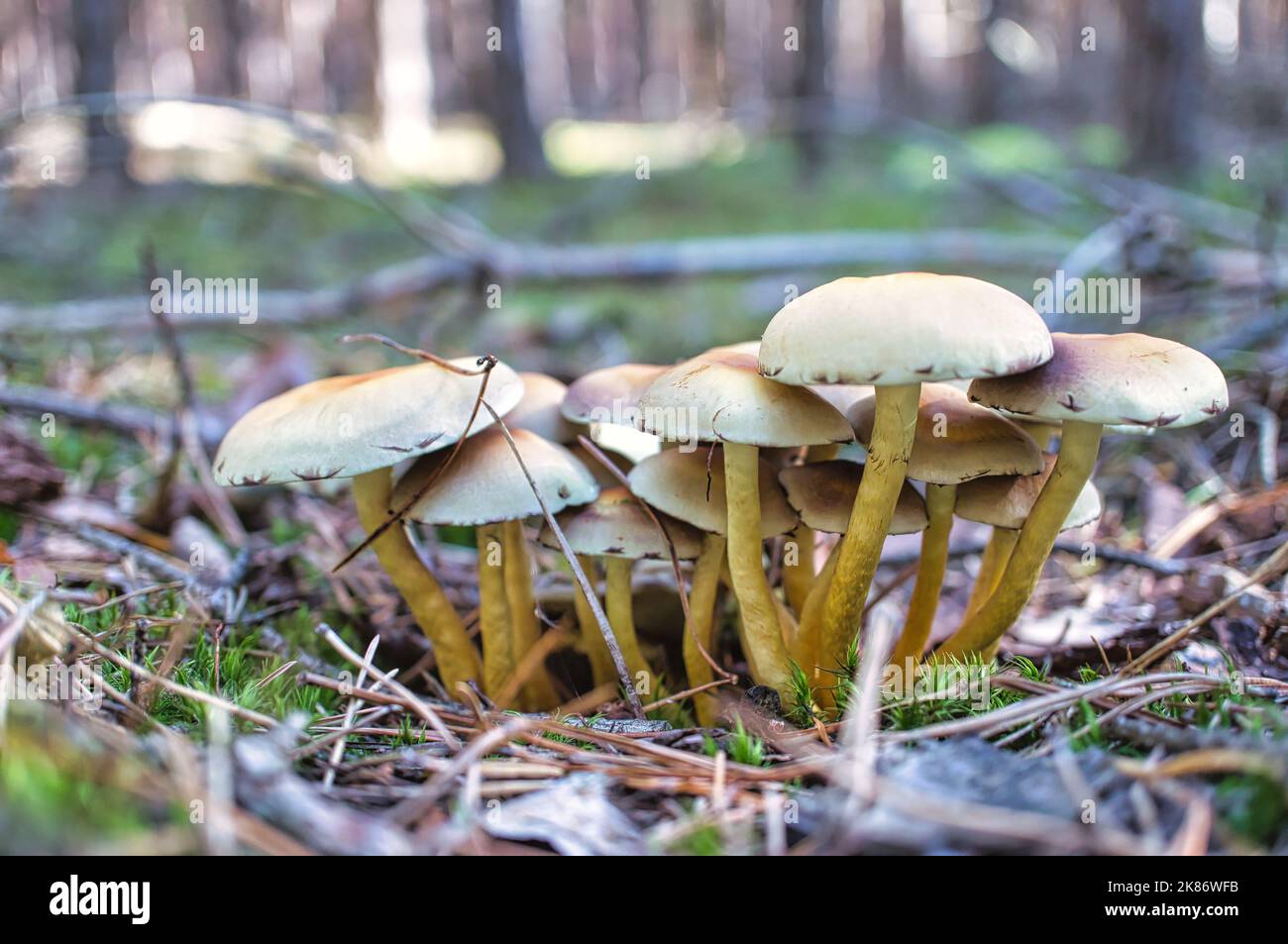 Un gruppo di funghi nella foresta sul pavimento della foresta. Muschio, aghi di pino sulla terra. Autunno giorno alla ricerca di funghi. Macro scattata dalla natura Foto Stock