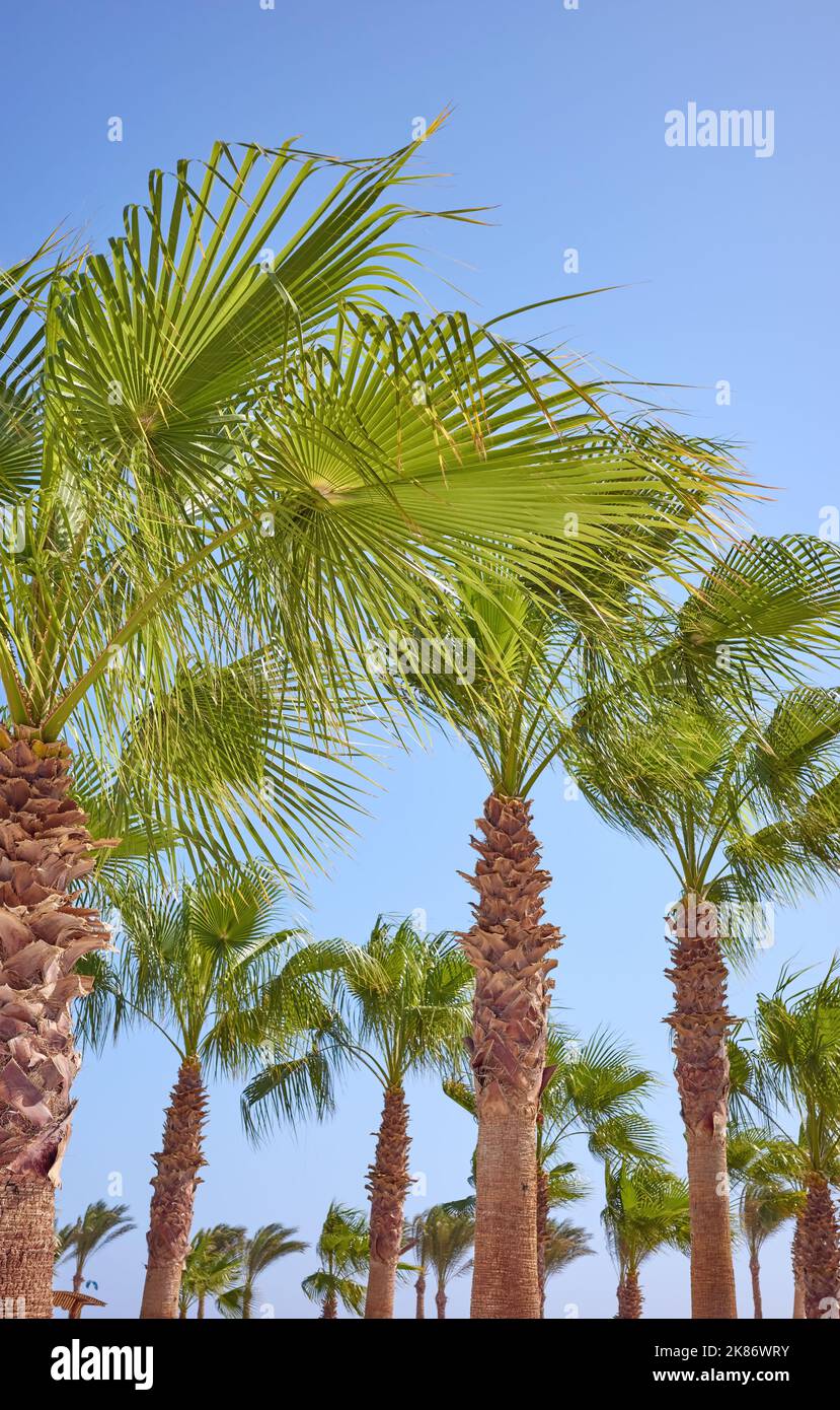 Doum palme in una giornata ventosa contro il cielo blu. Foto Stock