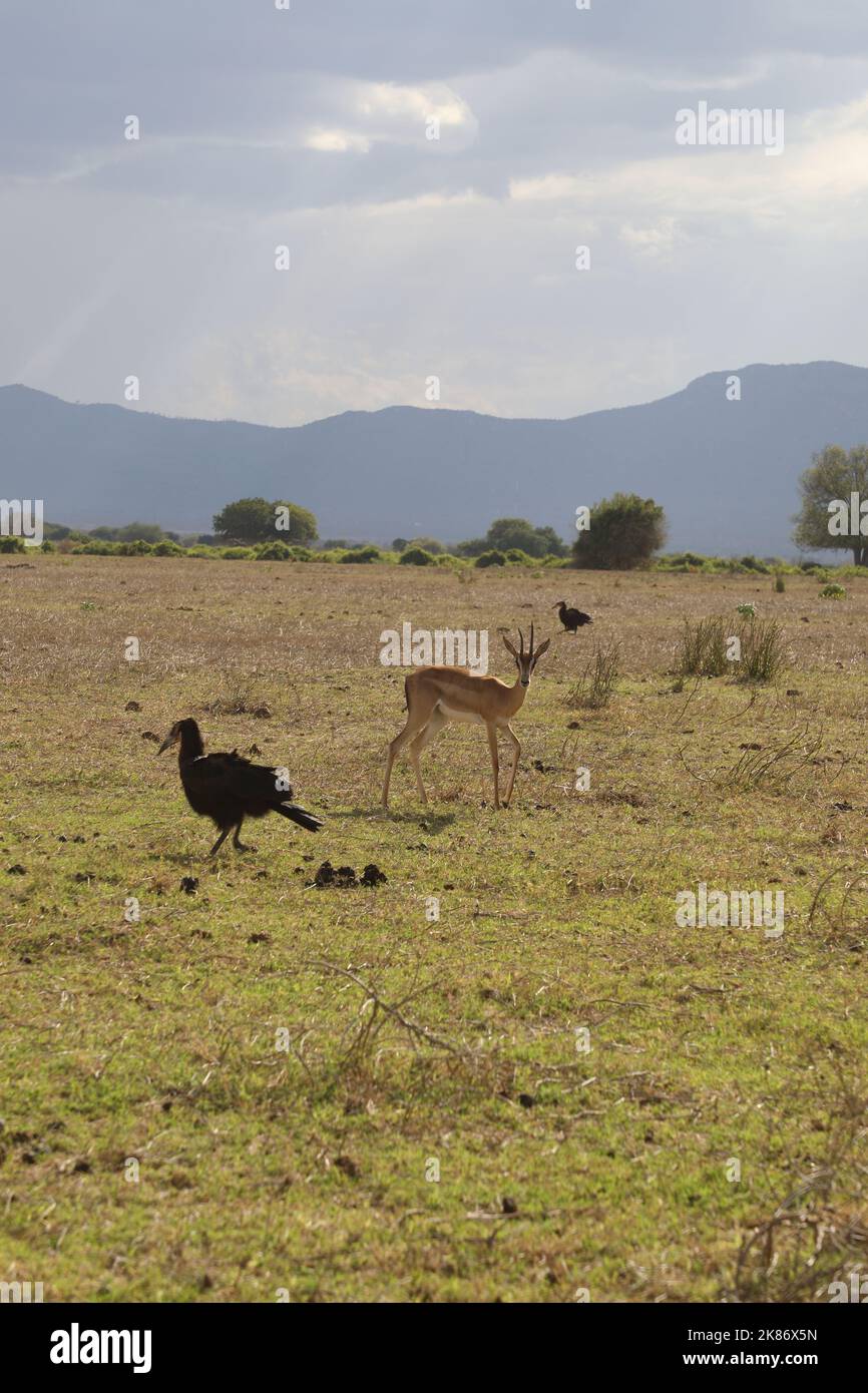 Adagiato su una savana, ci sono un paio di Southern Ground Hornbill e un Grant's Gazelle, camminando lungo l'erba, in un parco giochi keniota. Foto Stock