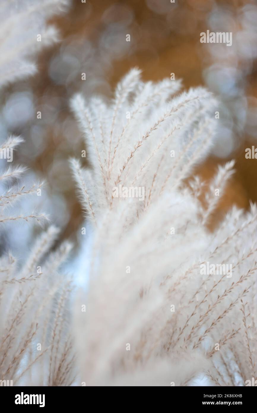 Sfondo naturale di Bokeh sfocato con erba secca selvatica al vento. Bellissima carta da parati estetica sfocata. Autunno natura. Foto Stock