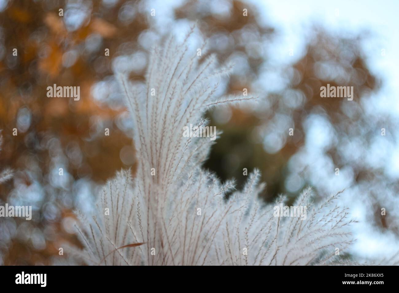 Sfondo naturale di Bokeh sfocato con erba secca selvatica al vento. Bellissima carta da parati estetica sfocata. Autunno natura. Foto Stock