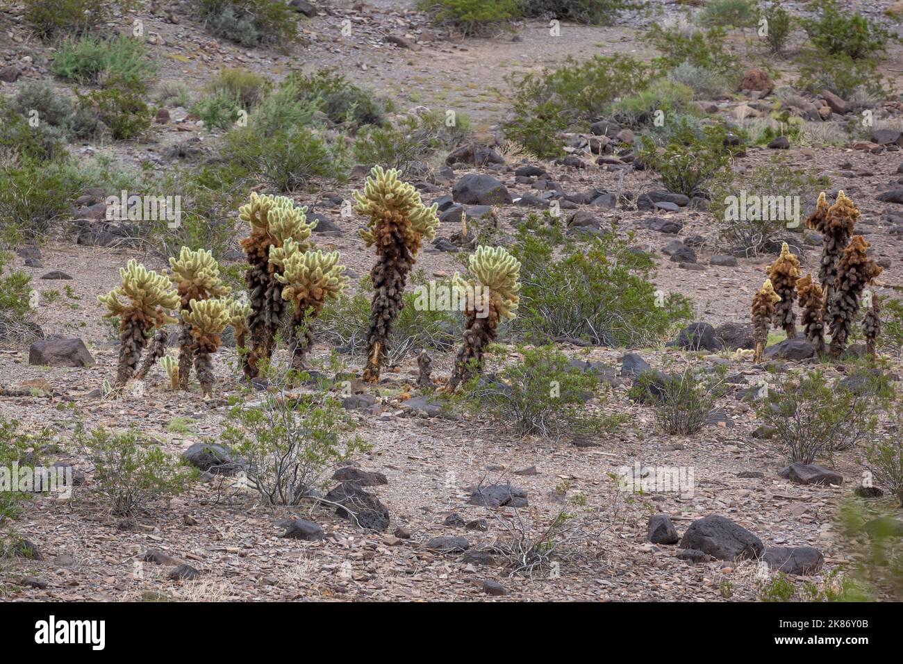 Il cactus di cholla nel deserto di Mojave, il cactus di cholla è una pianta spinosa che si trova nel sud-ovest degli Stati Uniti. È spesso chiamato il "salto ca Foto Stock