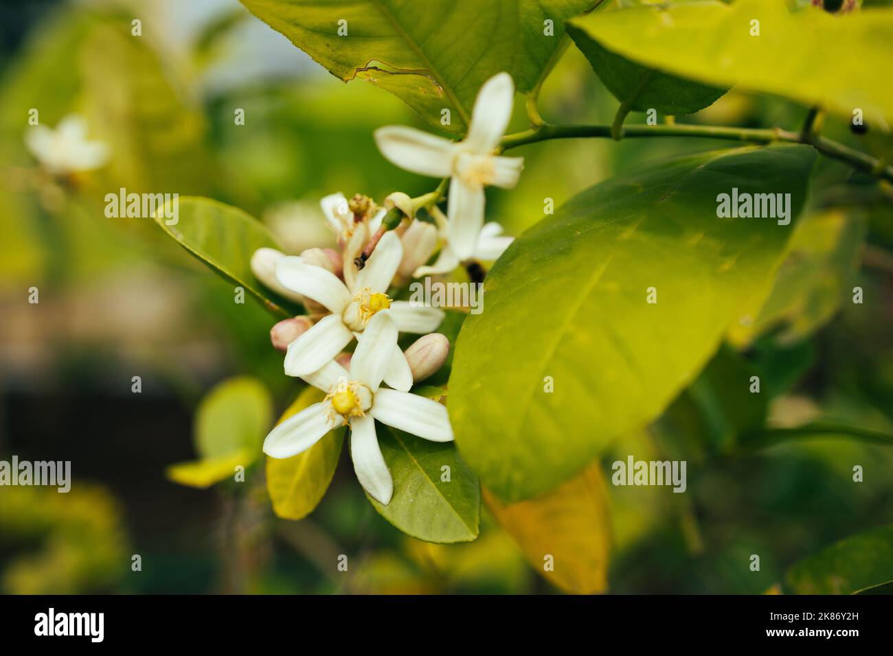 Fiori di lime, fiori di limone sull'albero tra foglie verdi, luce solare brillante su sfondo sfocato. Foto Stock