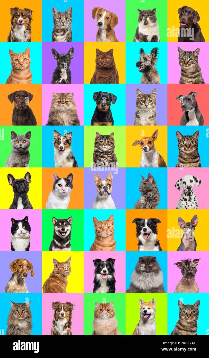 Collage di foto multiple di cani e gatti su uno sfondo multicolore di una moltitudine di colori luminosi diversi. Foto Stock Collage di foto multiple di cani e gatti su uno sfondo multicolore di una moltitudine di colori luminosi diversi. Foto Stock