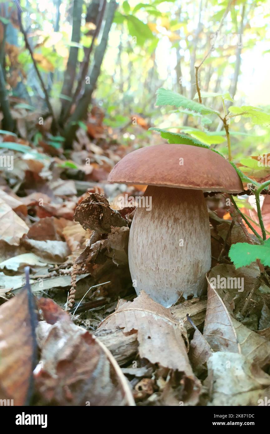 Fungo Boletus edulis appena germogliato in una foresta di castagni Foto Stock