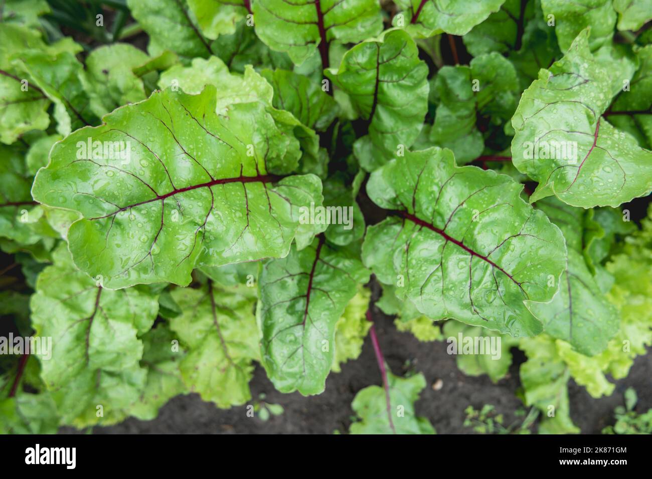 Barbabietola in terra aperta. Foglie fresche verdi di barbabietole commestibili. Giardinaggio in primavera ed estate. Cibo organico crescente. Foto Stock