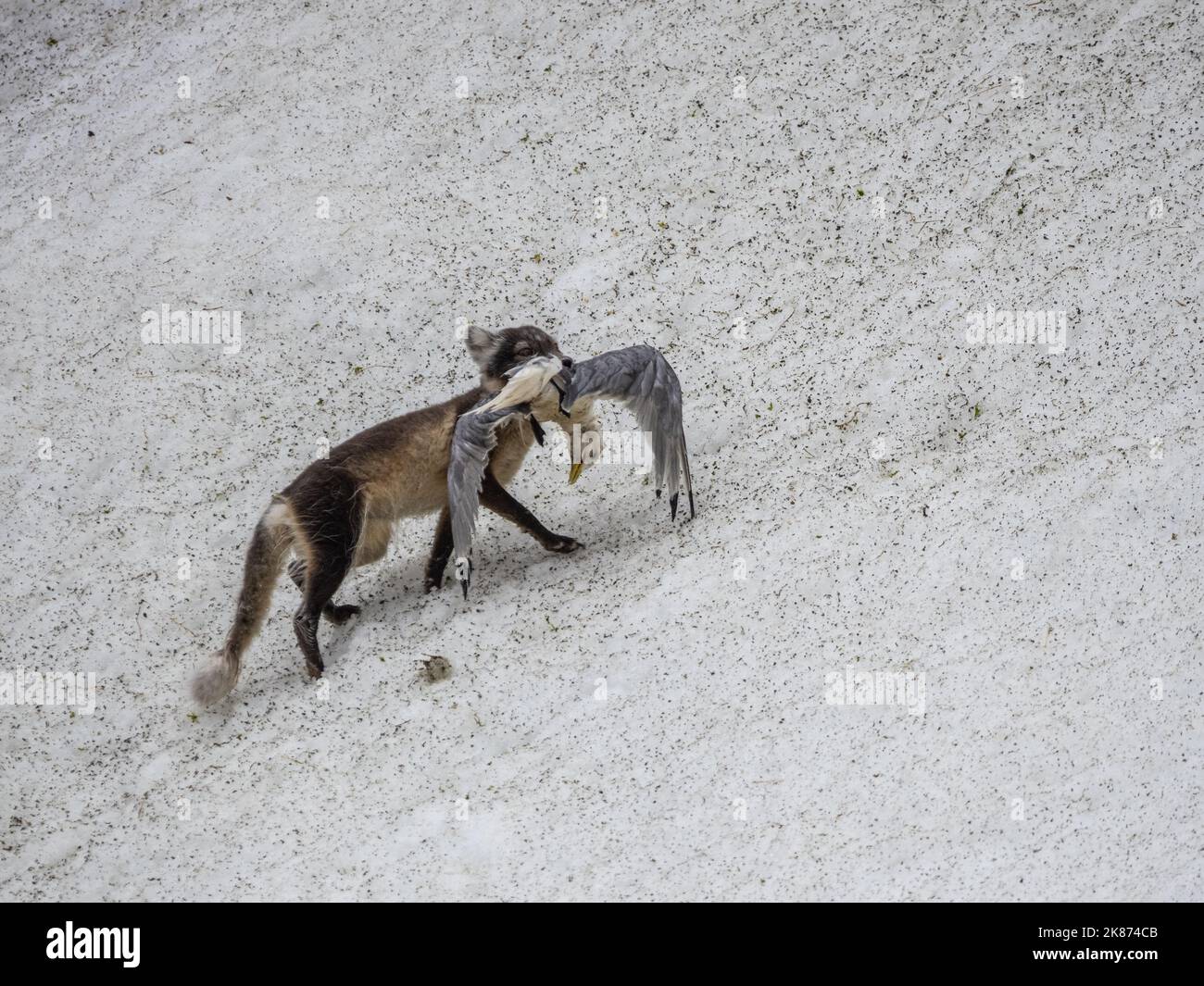 Una volpe artica adulta (Vulpes lagopus) con un kittiwake a zampe nere lungo le scogliere di Alkefjellet, Svalbard, Norvegia, Europa Foto Stock