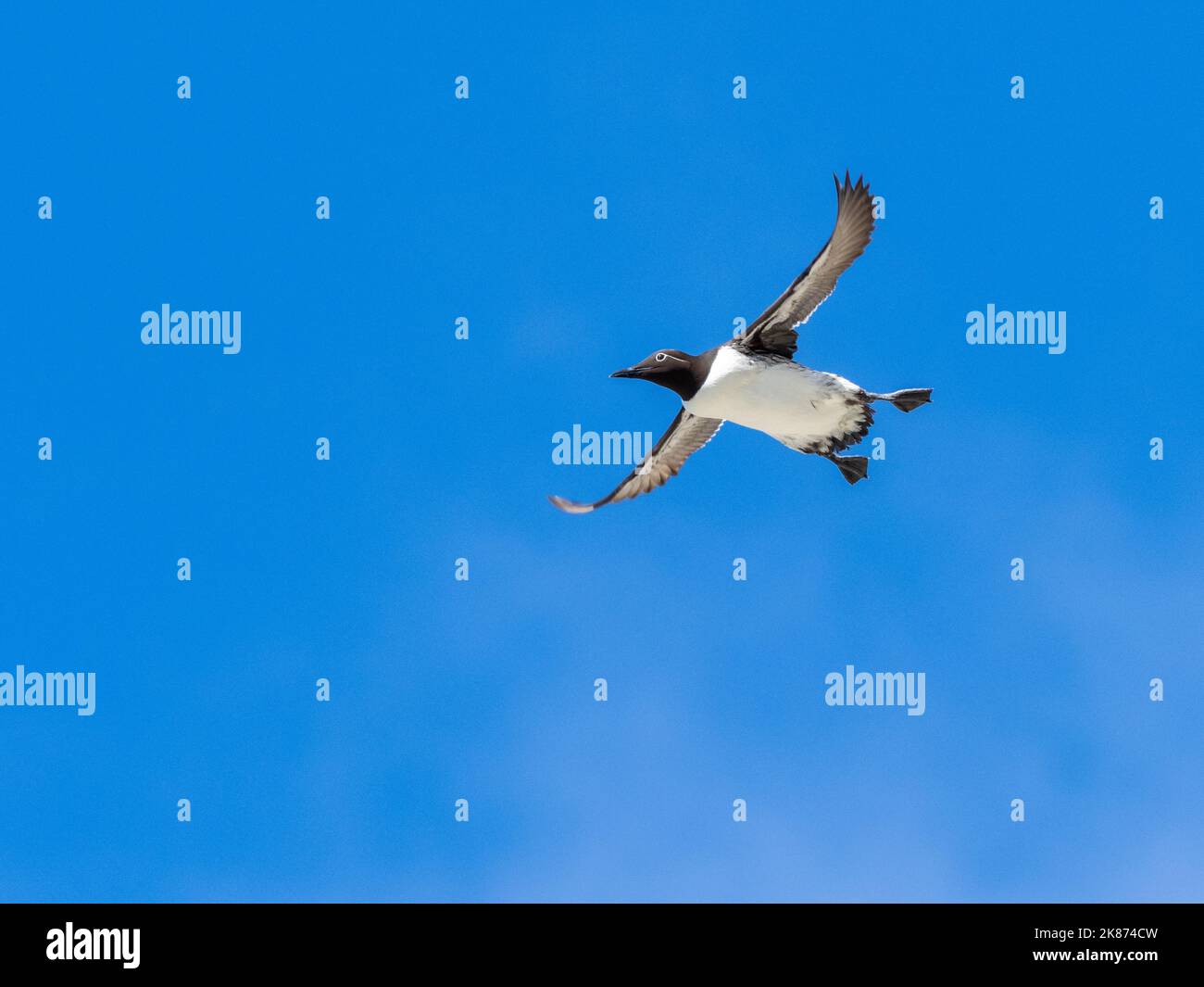 guillemot comune adulto (Uria aalge) prendendo volo a nidificazione sito sulle scogliere a Bjornoya, Svalbard, Norvegia, Europa Foto Stock