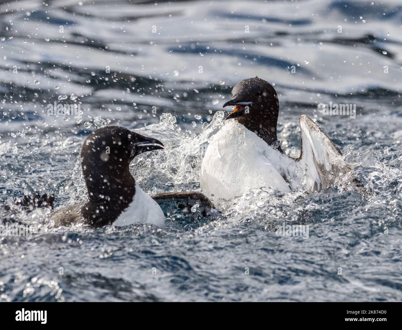 Guillemots di Brunnich adulto (Uria lomvia) in una disputa territoriale ad Alkefjellet, Spitsbergen, Svalbard, Norvegia, Europa Foto Stock