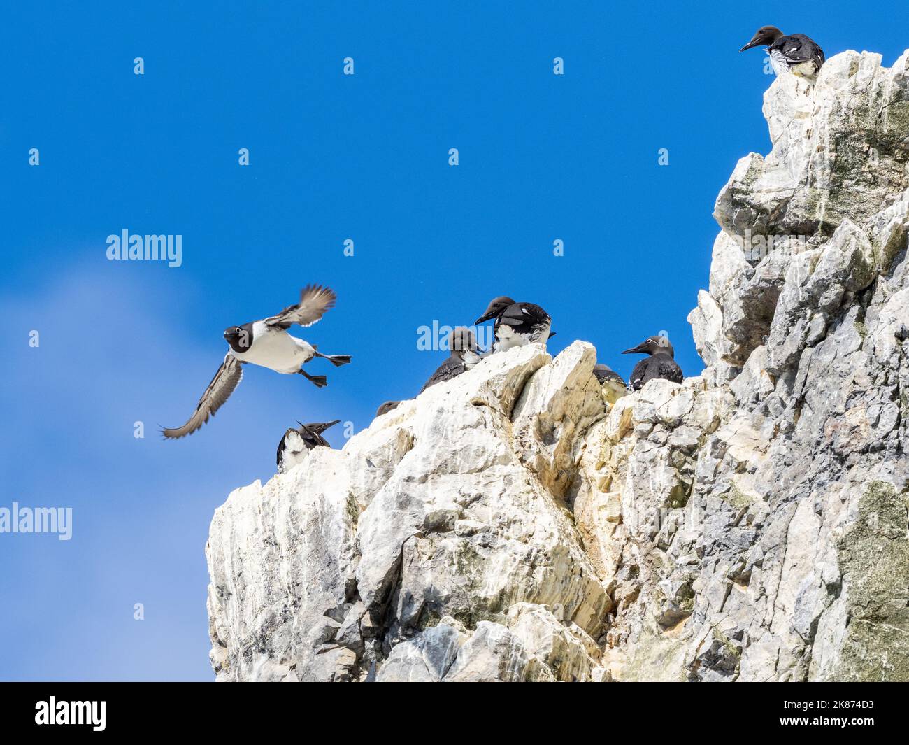 guillemot comune adulto (Uria aalge) prendendo volo a nidificazione sito sulle scogliere a Bjornoya, Svalbard, Norvegia, Europa Foto Stock