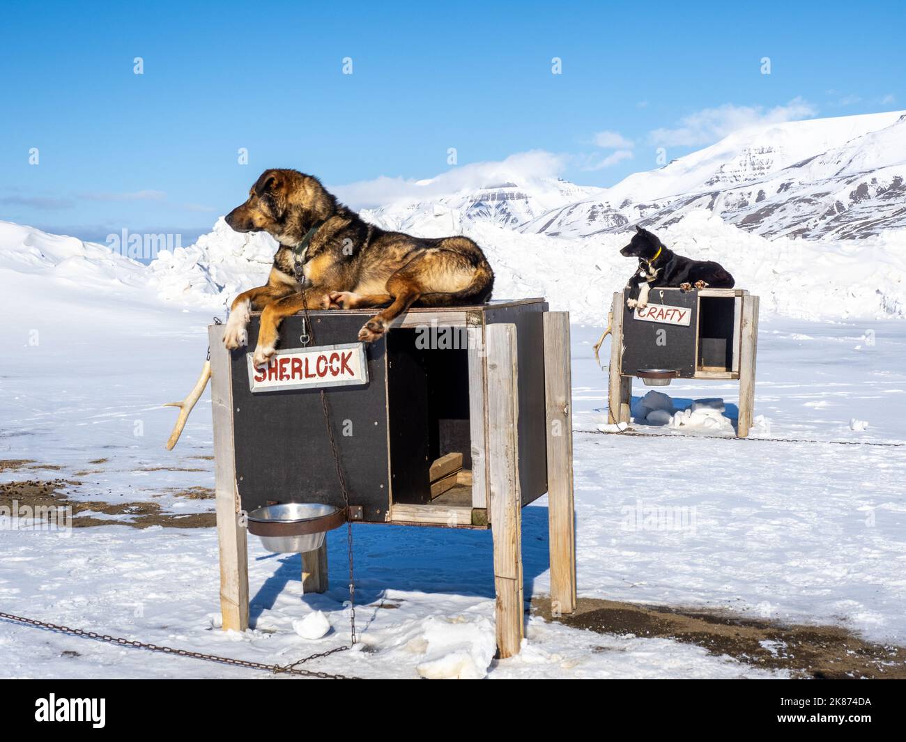 Camp Barentz, una zona di addestramento della slitta del cane appena fuori di Longyearbyen, Svalbard, Norvegia, Norvegia, Europa Foto Stock