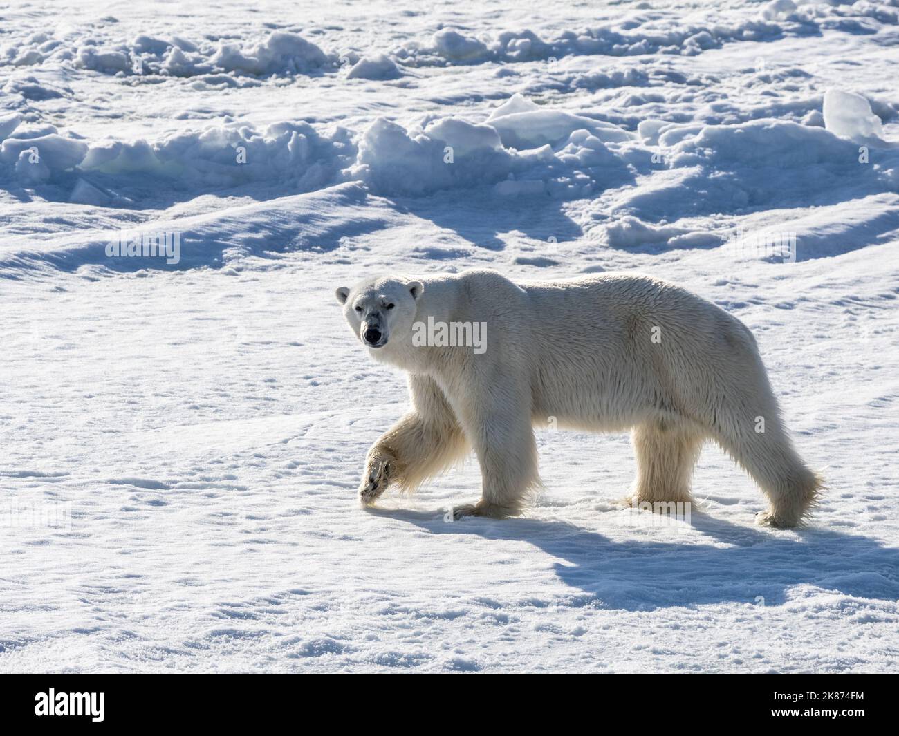 Un orso polare maschio adulto (Ursus maritimus) che cammina sul bordo veloce del ghiaccio a Storfjorden, Svalbard, Norvegia, Europa Foto Stock