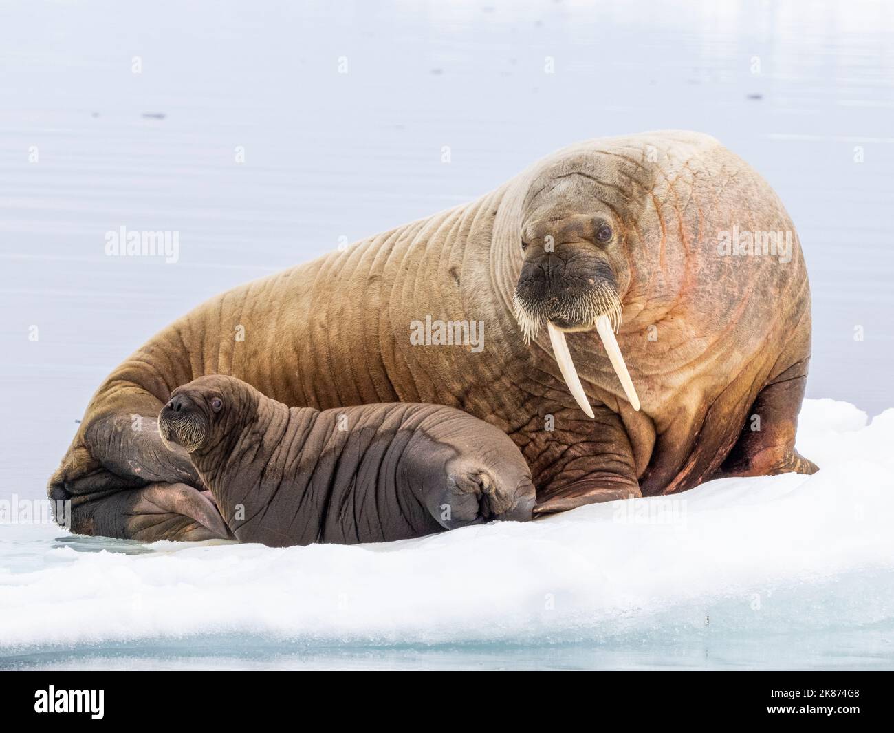 Mother Walrus (Odobenus rosmareus) con polpaccio tirato fuori su un galleggiante di ghiaccio vicino a Storoya, Svalbard, Norvegia, Europa Foto Stock