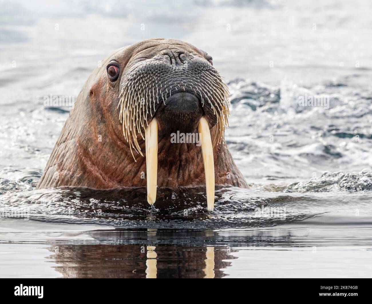 Donna adulta Walrus (Odobenus rosmareus) nuoto vicino a galleggianti di ghiaccio vicino a Storoya, Svalbard, Norvegia, Europa Foto Stock