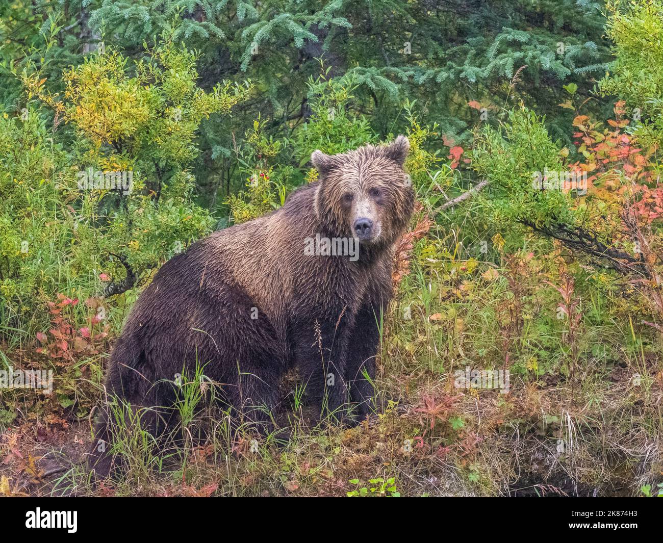 Un giovane orso bruno (Ursus arctos) lungo la costa del Lake Clark National Park and Preserve, Alaska, Stati Uniti d'America, Nord America Foto Stock