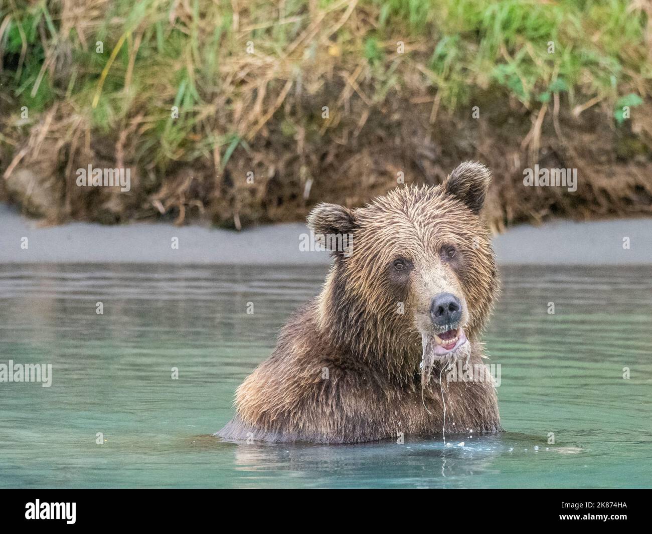 Un giovane orso bruno (Ursus arctos) che pesca in acqua al Parco Nazionale e Riserva del Lago Clark, Alaska, Stati Uniti d'America, Nord America Foto Stock