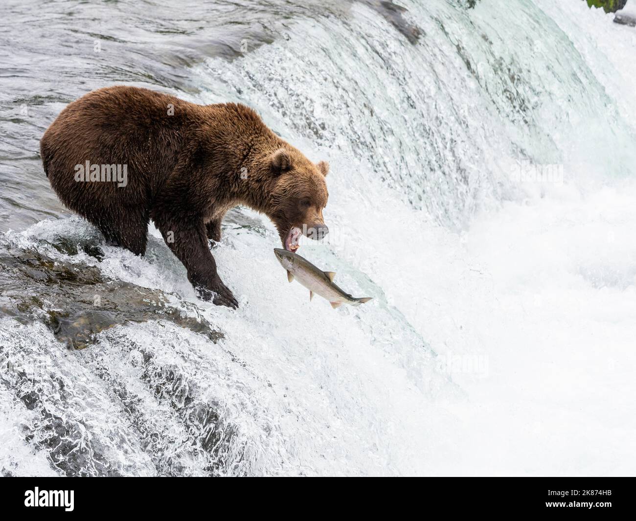 Un orso bruno adulto (Ursus arctos) che pesca il salmone a Brooks Falls, Katmai National Park and Preserve, Alaska, Stati Uniti d'America Foto Stock