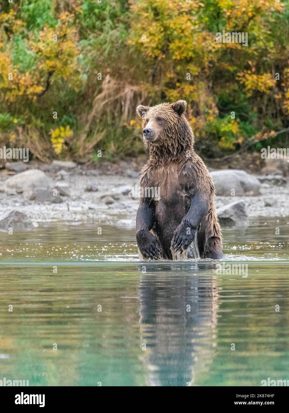 Orso bruno madre (Ursus arctos) in piedi e alla ricerca di salmone, Lake Clark National Park and Preserve, Alaska, Stati Uniti d'America Foto Stock